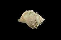 藏品(赤蛙螺)的圖片